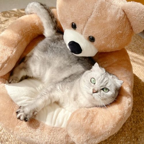 CuteDetachableCuddleBearCatBed 4