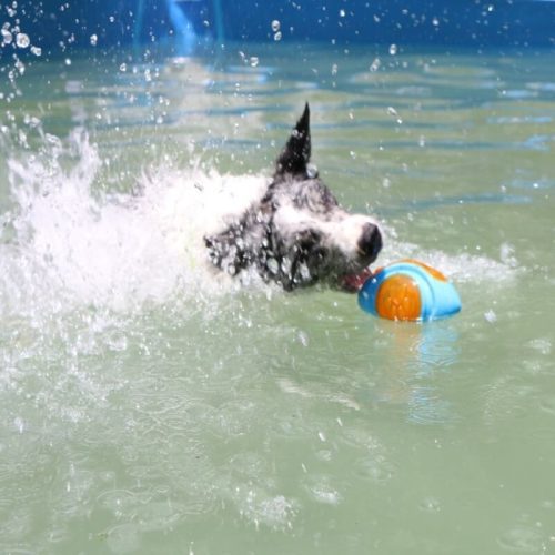 DogInteractiveChewToyOutdoorFloatingWaterToy 1