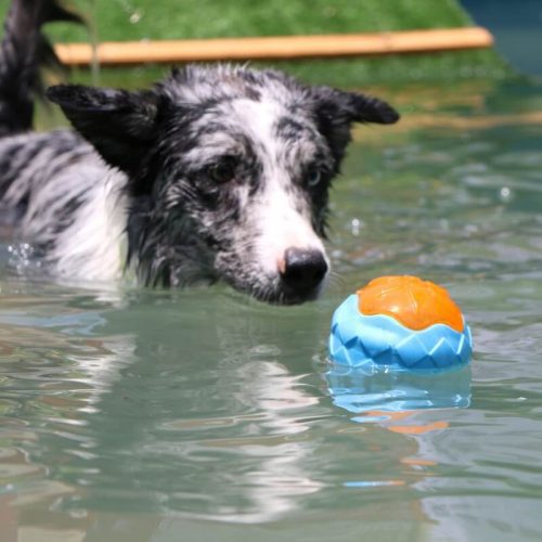 DogInteractiveChewToyOutdoorFloatingWaterToy 7