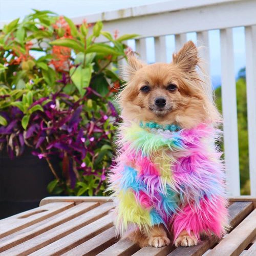 FUNNYFUZZYStylishColorfulFauxFurFluffyRainbowDogCoat 10