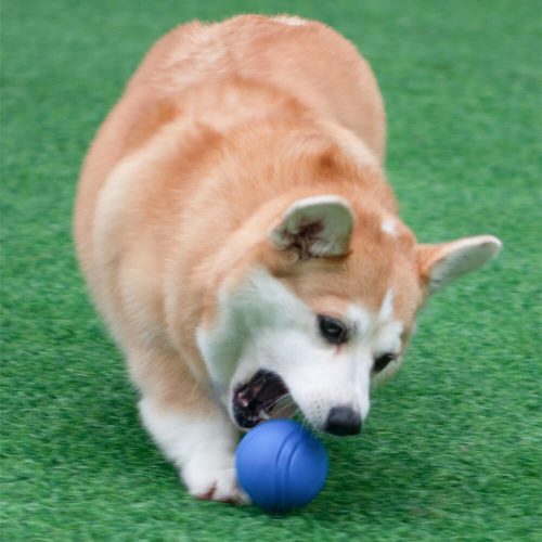 FunnyFuzzyElasticSqueakyBallToyFloatingWaterBallDogChewToy 2