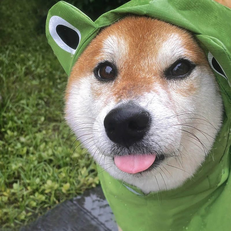 FunnyFuzzyFrog InspiredWaterproofLightweightDogHoodedPonchoRaincoat 1