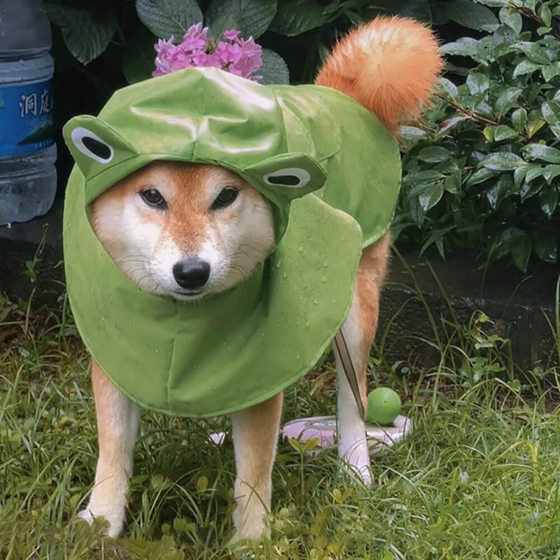 FunnyFuzzyFrog InspiredWaterproofLightweightDogHoodedPonchoRaincoat 2