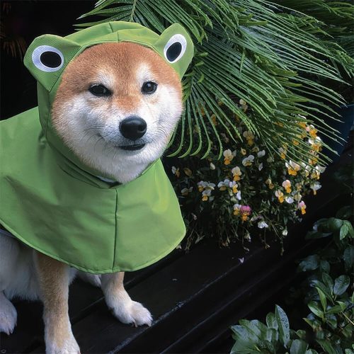 FunnyFuzzyFrog InspiredWaterproofLightweightDogHoodedPonchoRaincoat 3