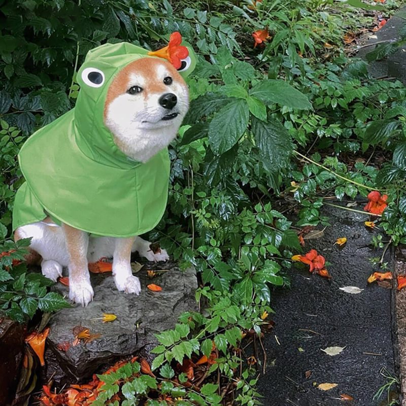 FunnyFuzzyFrog InspiredWaterproofLightweightDogHoodedPonchoRaincoat 4