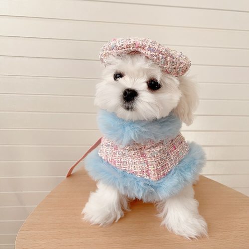 FunnyFuzzyPrincessStyleDogBeretCapeLeashAccessoriesSet 10