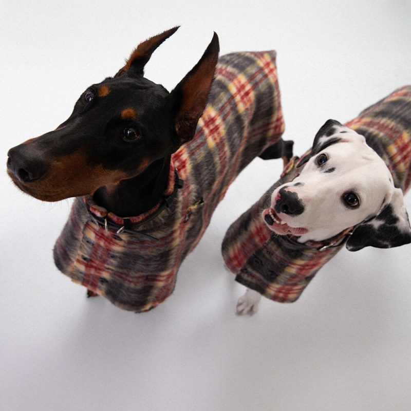 FunnyFuzzyVintagePlaidWoolWithRefinedLeatherCollar ButtonDogCape 3