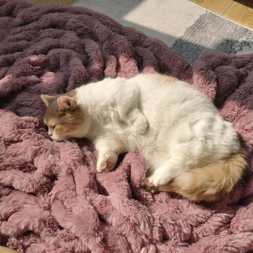 FunnyFuzzy SuperSoftFauxFurVelvetPetThrowBlanket1