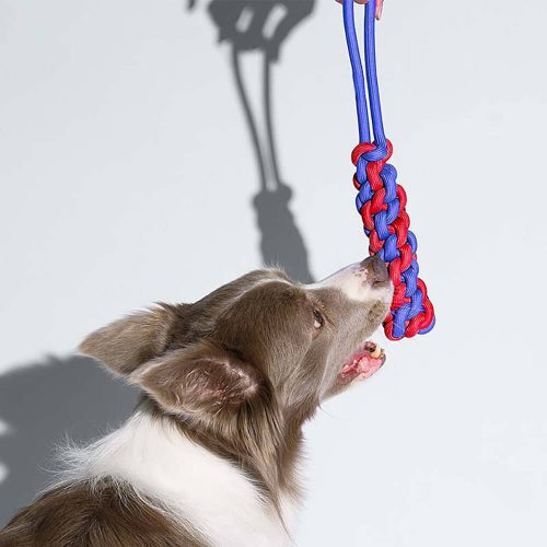 Funnyfuzzy KnotsRopeDogToySetColorClash4 4c05044b 8d7a 4090 856b 1a76c262825c