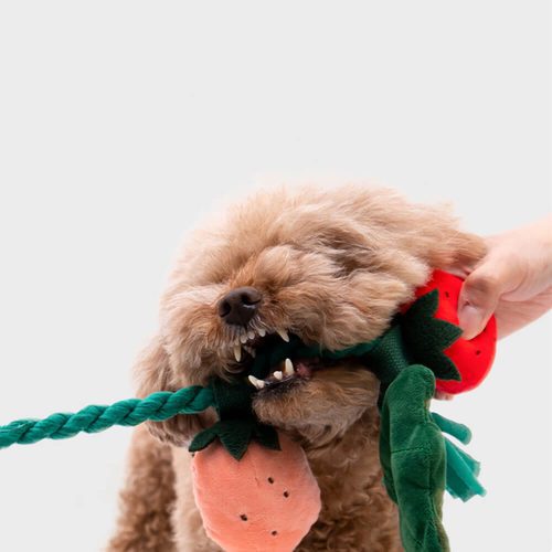 Funnyfuzzy PlushSqueakyDogToyStrawberryPotted9