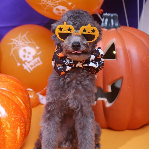 HalloweenDecorationFashionPumpkinDogGoggles 1