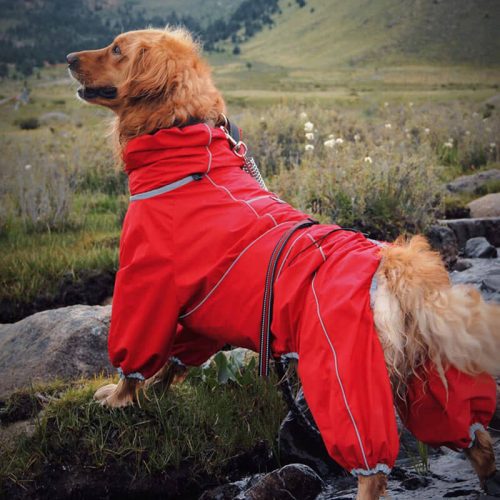 LargeDogOutdoorJacketWaterproofAdjustableDog