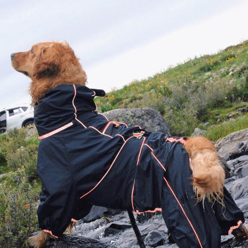 LargeDogOutdoorJacketWaterproofAdjustableDog 2