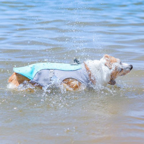 dogcoolingvest 1