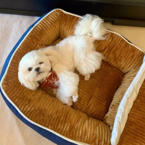 funnyfuzzyBoatTypePetBedLargeSpaceComfortableDog CatBed 4