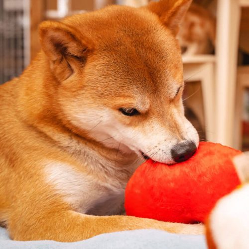 funnyfuzzyFunnyPlushSqueakyDogToy Butt 11