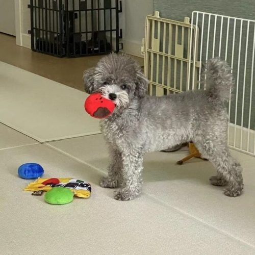 funnyfuzzyPlushCandyToysTibetanFoodToysDogToys 7