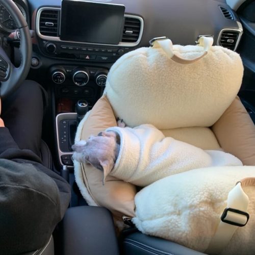 funnyfuzzyTravelSafetyPupProtectorDogCarSeatBed 10