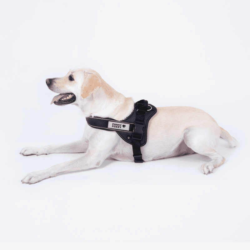 harness ondog dc3d552f 268b 4e45 b619 606f9285e327