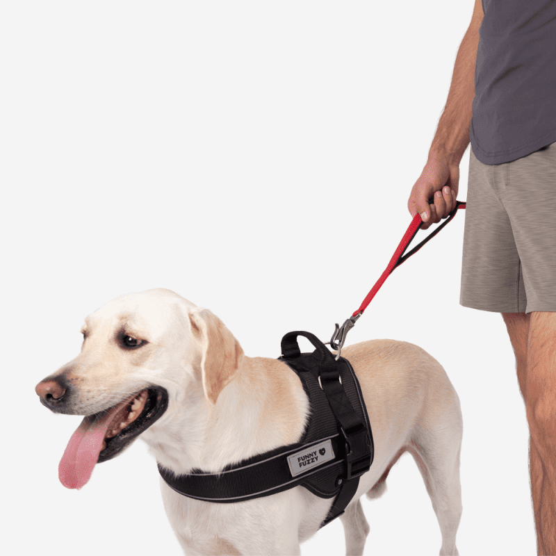 multileash short