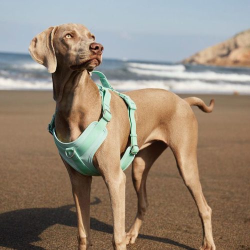 pelusa weimaraner 7